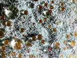 Schimmelpilze überwuchern den Schleimpiltz physarum polycephalum